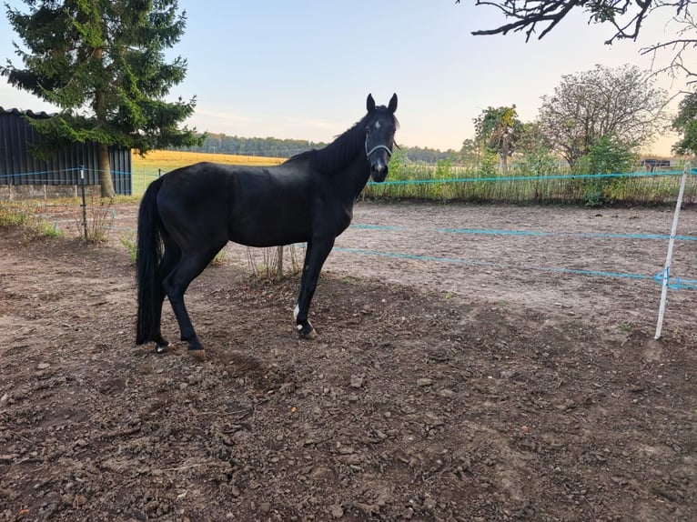 Hanovrien Hongre 7 Ans 166 cm Noir in Monreal