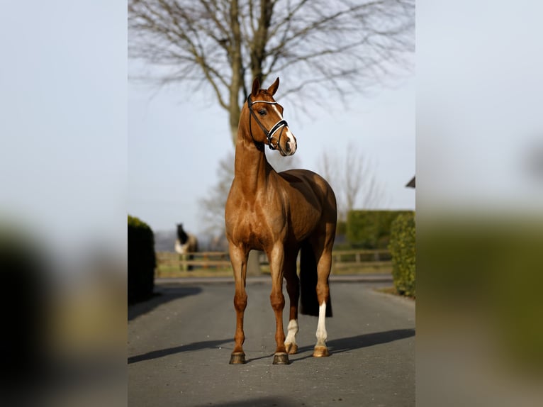 Hanovrien Hongre 7 Ans 167 cm Alezan in Vechta