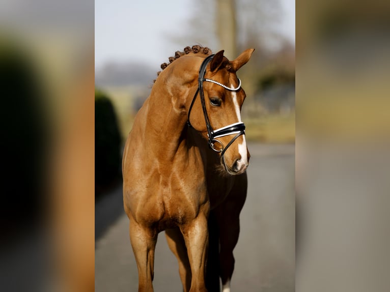 Hanovrien Hongre 7 Ans 167 cm Alezan in Vechta