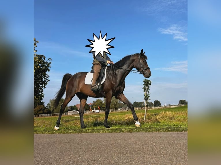 Hanovrien Hongre 7 Ans 167 cm Bai brun in Bassum