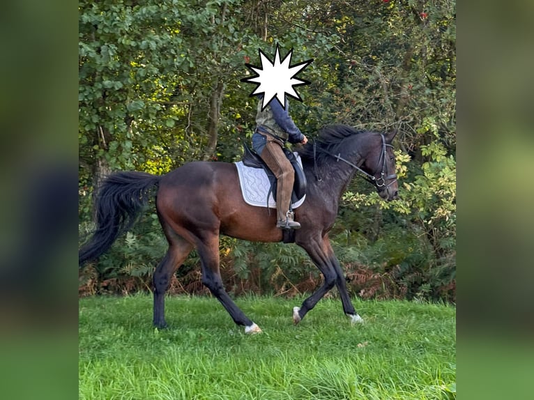 Hanovrien Hongre 7 Ans 167 cm Bai brun in Bassum