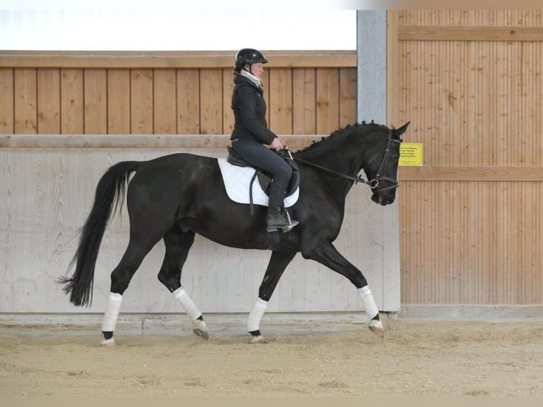 Hanovrien Hongre 7 Ans 167 cm Bai brun foncé in Wellheim