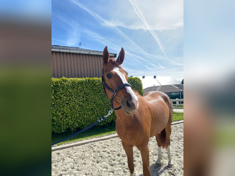 Hanovrien Hongre 7 Ans 168 cm Alezan brûlé in Dion-Valmont