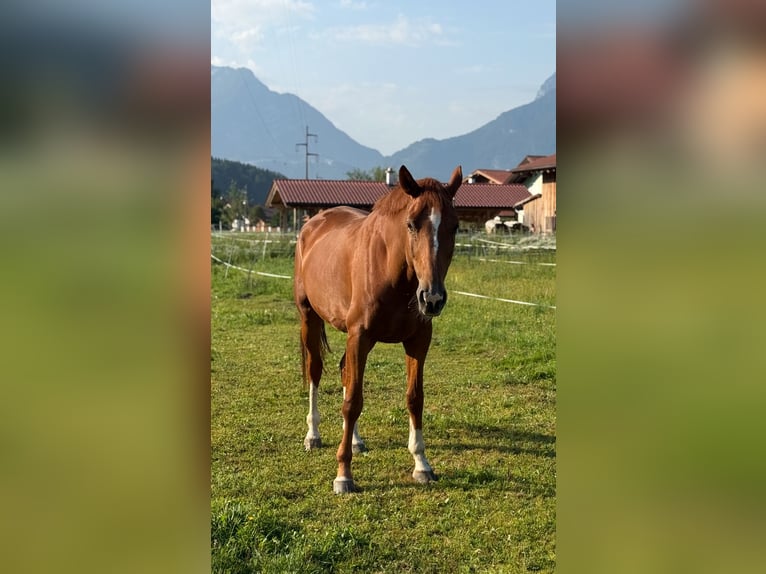 Hanovrien Hongre 7 Ans 168 cm Alezan in Kuchl