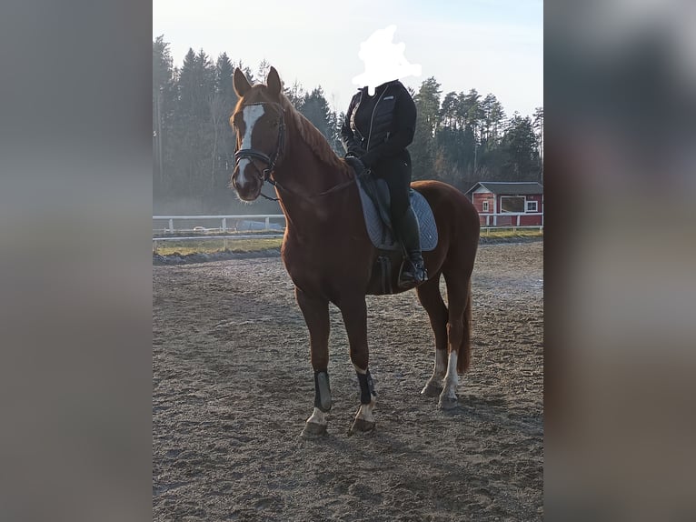 Hanovrien Hongre 7 Ans 168 cm Alezan in Wirtschach