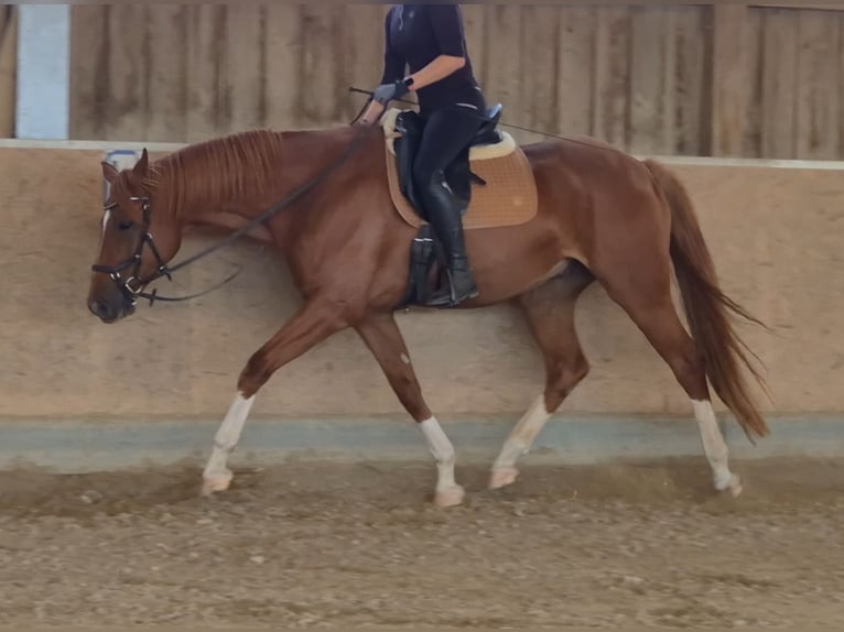 Hanovrien Hongre 7 Ans 168 cm Alezan in Kreßberg