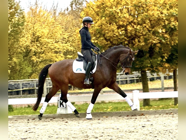 Hanovrien Hongre 7 Ans 168 cm Bai brun in Fleckeby