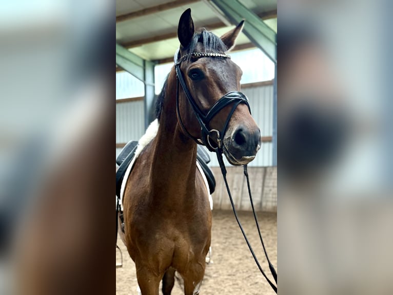Hanovrien Hongre 7 Ans 168 cm Bai brun in Aurich