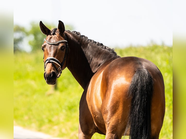 Hanovrien Hongre 7 Ans 168 cm Bai in Gleichen