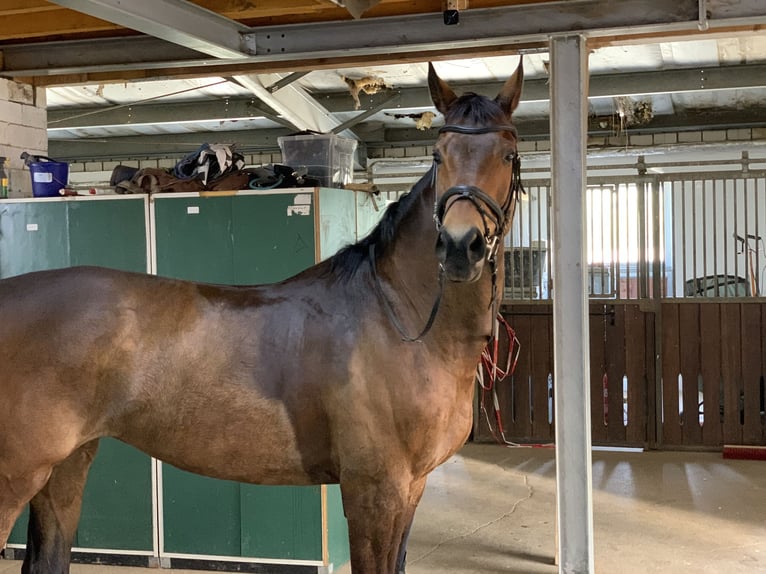 Hanovrien Hongre 7 Ans 168 cm Bai in Langelsheim