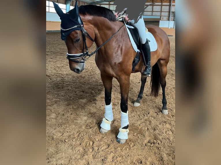 Hanovrien Hongre 7 Ans 168 cm Bai in Langelsheim