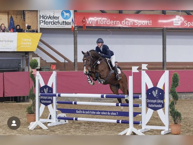 Hanovrien Hongre 7 Ans 168 cm Bai in Borgholzhausen