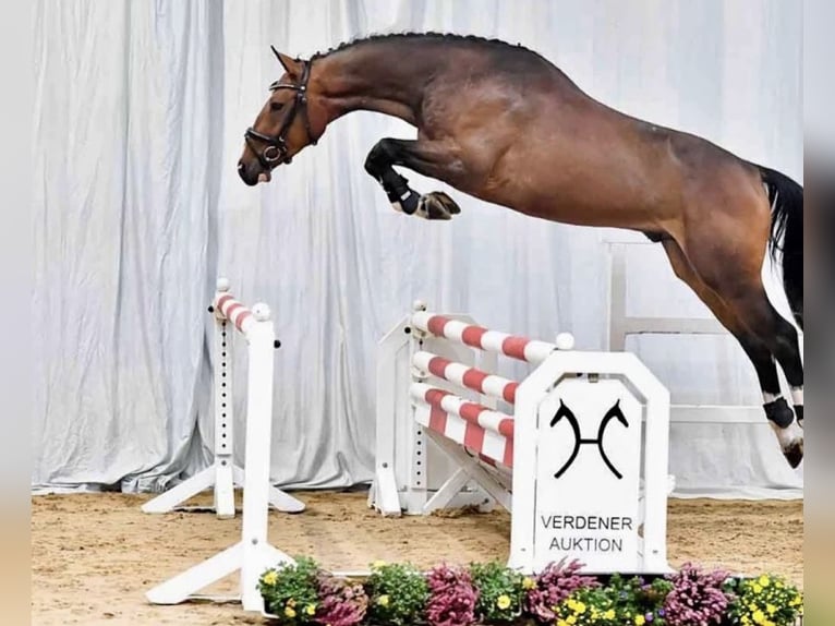 Hanovrien Hongre 7 Ans 168 cm Bai in Borgholzhausen