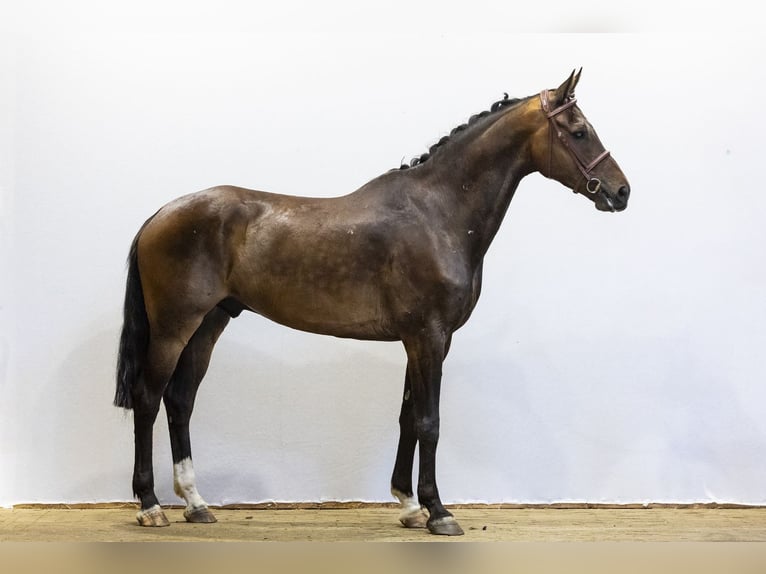 Hanovrien Hongre 7 Ans 168 cm Bai in Waddinxveen