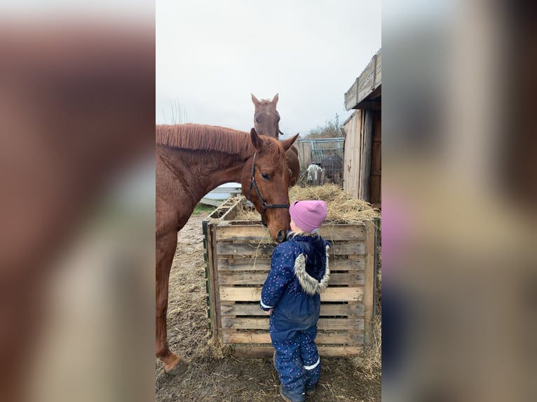 Hanovrien Hongre 7 Ans 169 cm Alezan in Heiligenhaus