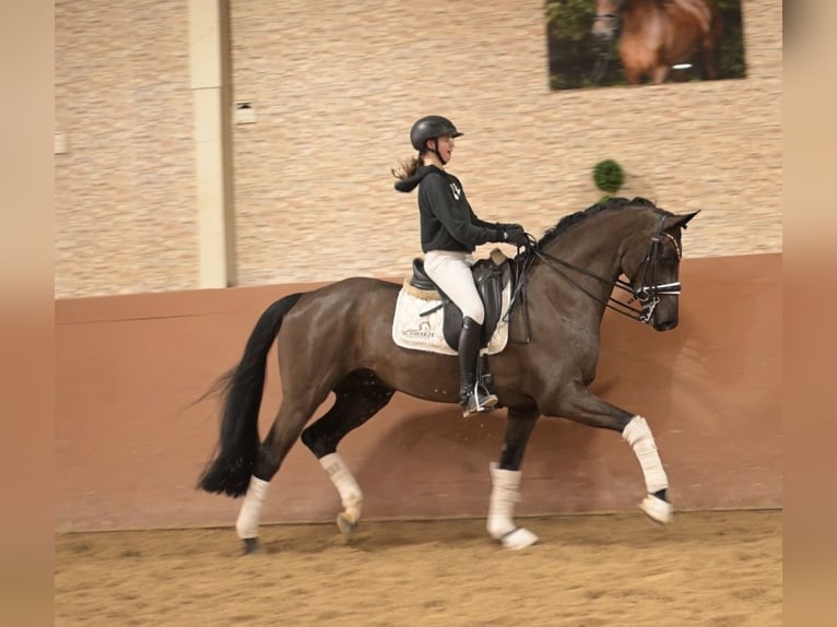 Hanovrien Hongre 7 Ans 169 cm Noir in Wehringen