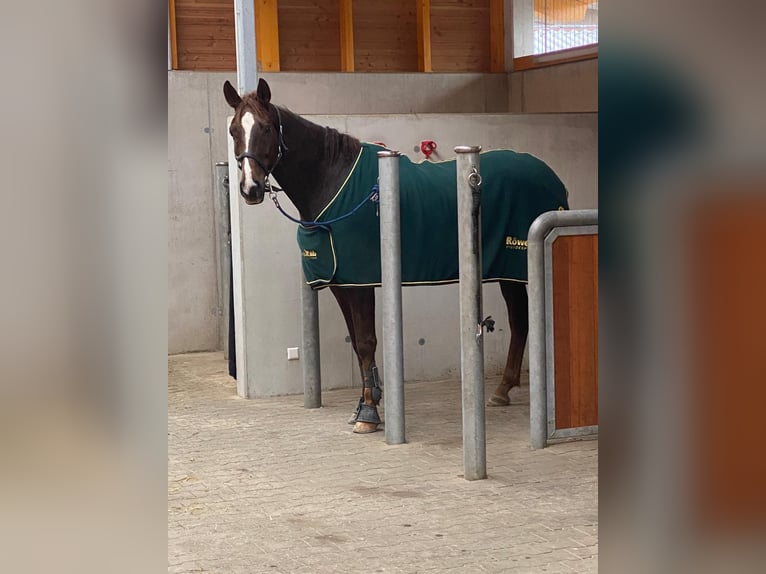 Hanovrien Hongre 7 Ans 170 cm Alezan brûlé in Schaffhausen
