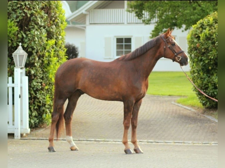 Hanovrien Hongre 7 Ans 170 cm Alezan brûlé in Schaffhausen