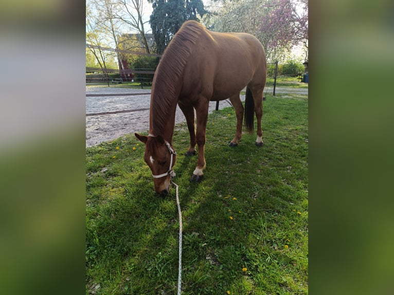 Hanovrien Hongre 7 Ans 170 cm Alezan in Jülich