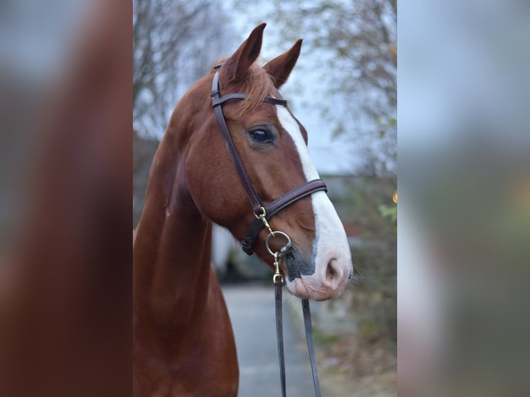 Hanovrien Hongre 7 Ans 170 cm Alezan in Geilenkirchen