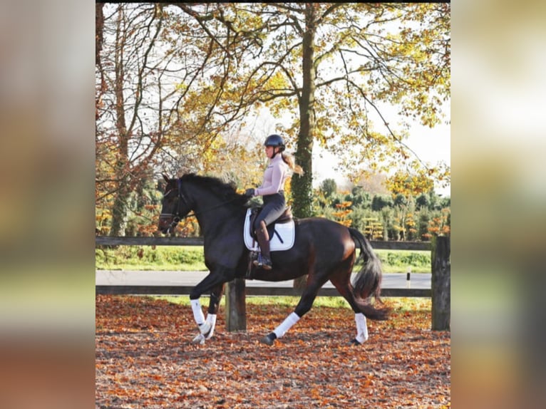 Hanovrien Hongre 7 Ans 170 cm Bai brun in Kempen