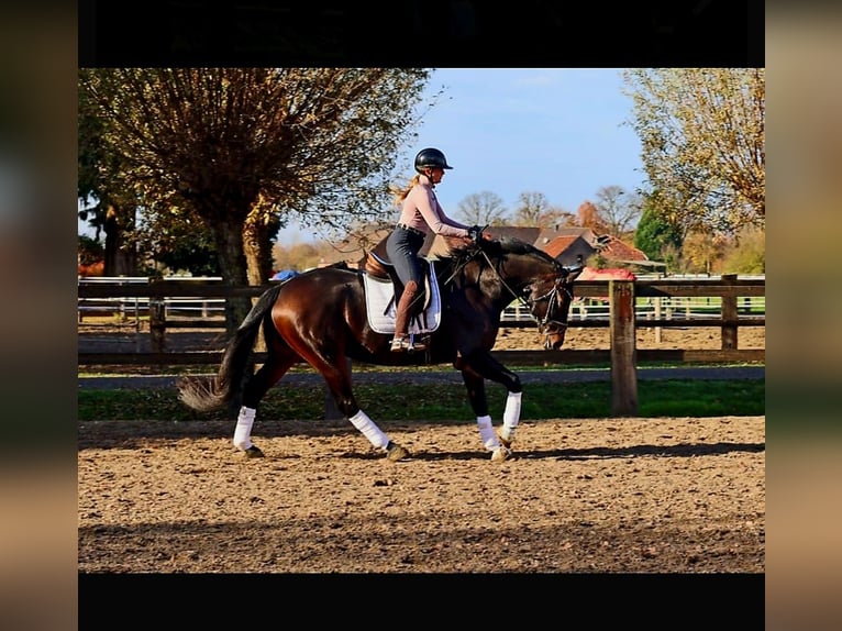 Hanovrien Hongre 7 Ans 170 cm Bai brun in Kempen