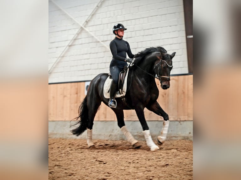 Hanovrien Hongre 7 Ans 170 cm Bai brun foncé in Kempen