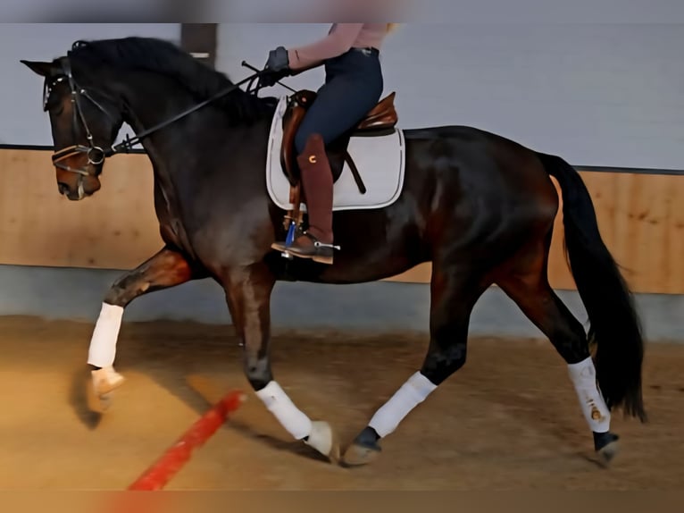 Hanovrien Hongre 7 Ans 170 cm Bai brun foncé in Kempen