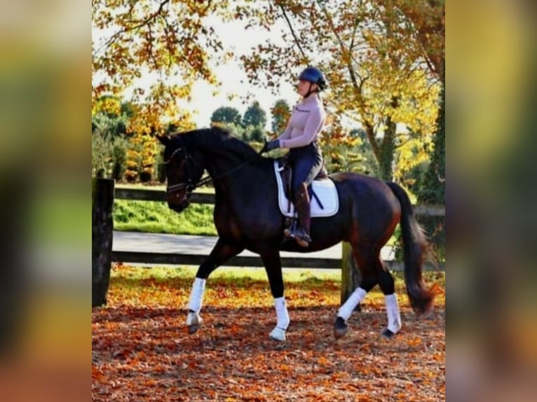 Hanovrien Hongre 7 Ans 170 cm Bai brun foncé in Kempen