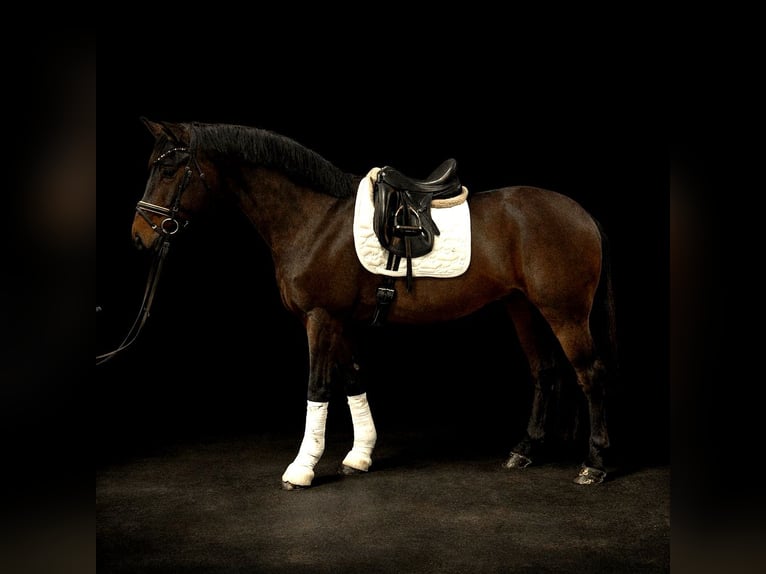 Hanovrien Hongre 7 Ans 170 cm Bai brun foncé in Kempen