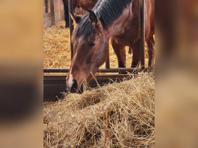 Hanovrien Hongre 7 Ans 170 cm Bai in Deinste