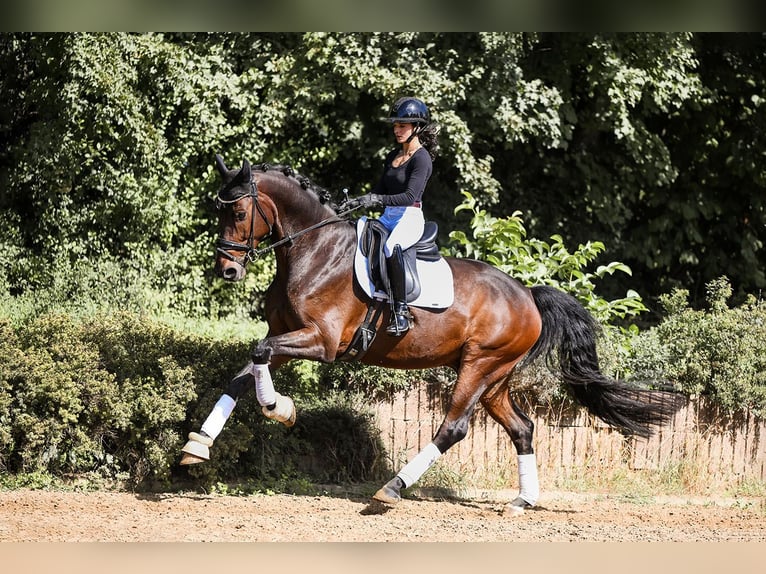 Hanovrien Hongre 7 Ans 170 cm Bai in Riedstadt