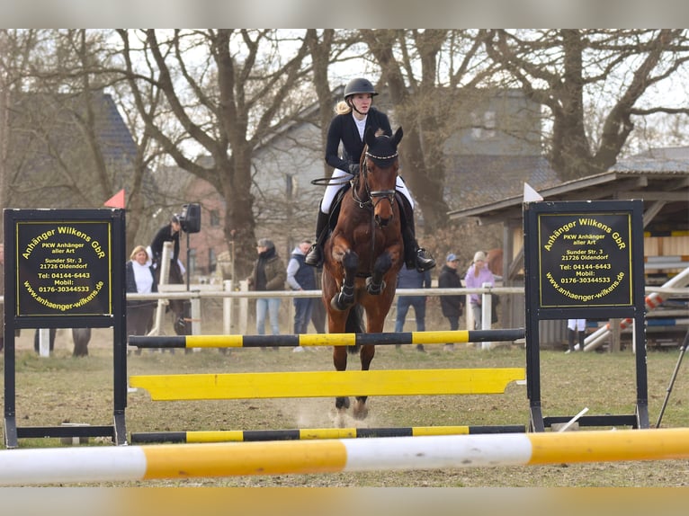 Hanovrien Hongre 7 Ans 170 cm Bai in Gnarrenburg