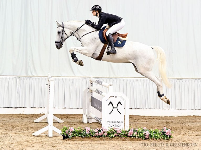 Hanovrien Hongre 7 Ans 170 cm Gris in Verden