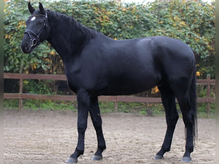Hanovrien Hongre 7 Ans 170 cm Noir in Blekendorf