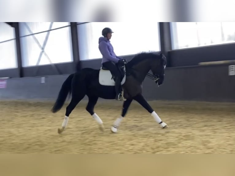 Hanovrien Hongre 7 Ans 170 cm Noir in Balve