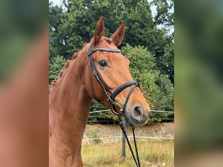 Hanovrien Hongre 7 Ans 171 cm Alezan in Bassum