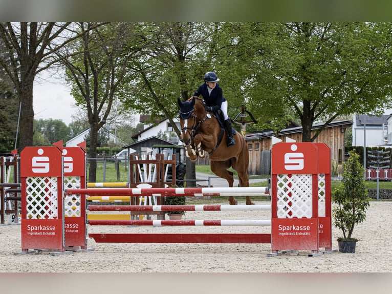 Hanovrien Hongre 7 Ans 171 cm Alezan in Huglfing