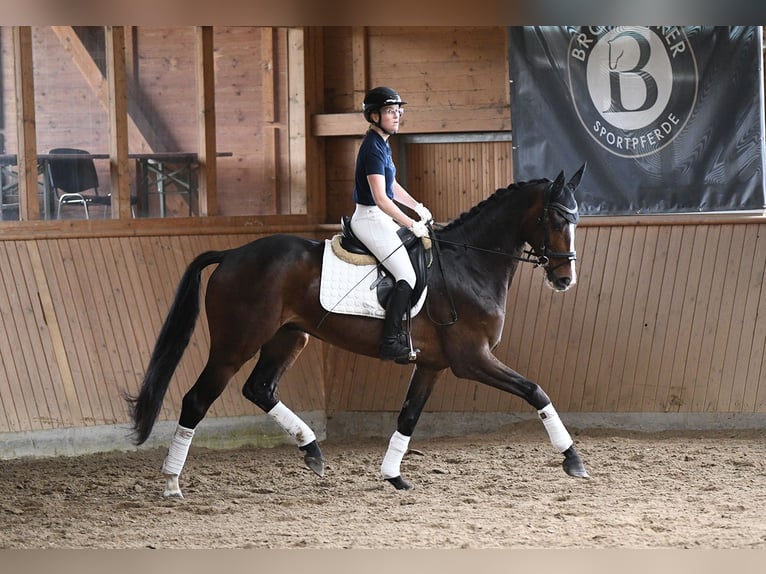 Hanovrien Hongre 7 Ans 171 cm Bai brun in Riedstadt