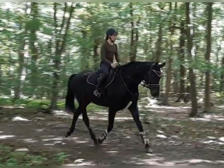 Hanovrien Hongre 7 Ans 172 cm Bai brun foncé in Braunschweig