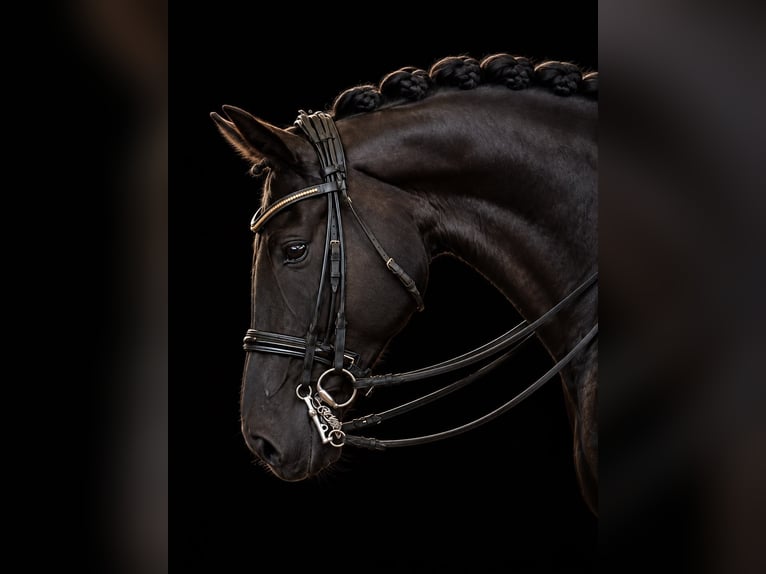 Hanovrien Hongre 7 Ans 172 cm Bai brun foncé in Jesteburg