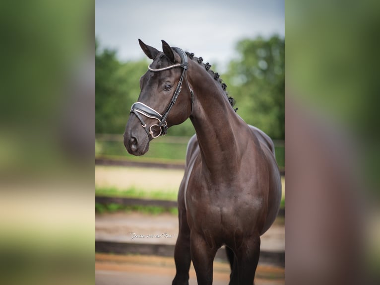 Hanovrien Hongre 7 Ans 172 cm Bai brun foncé in Uden