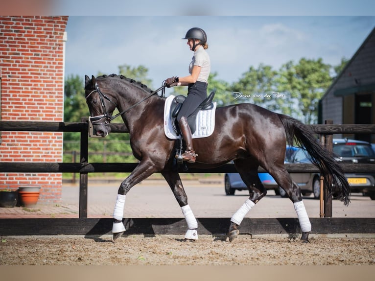 Hanovrien Hongre 7 Ans 172 cm Bai brun foncé in Uden