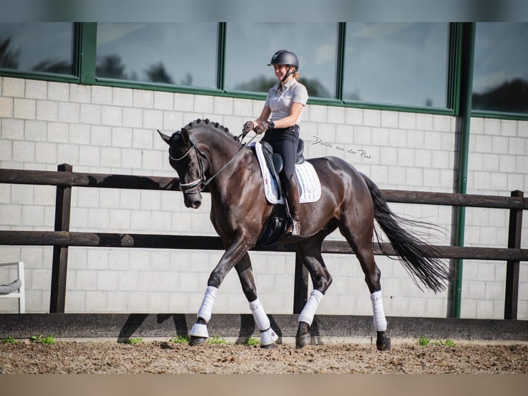 Hanovrien Hongre 7 Ans 172 cm Bai brun foncé in Uden