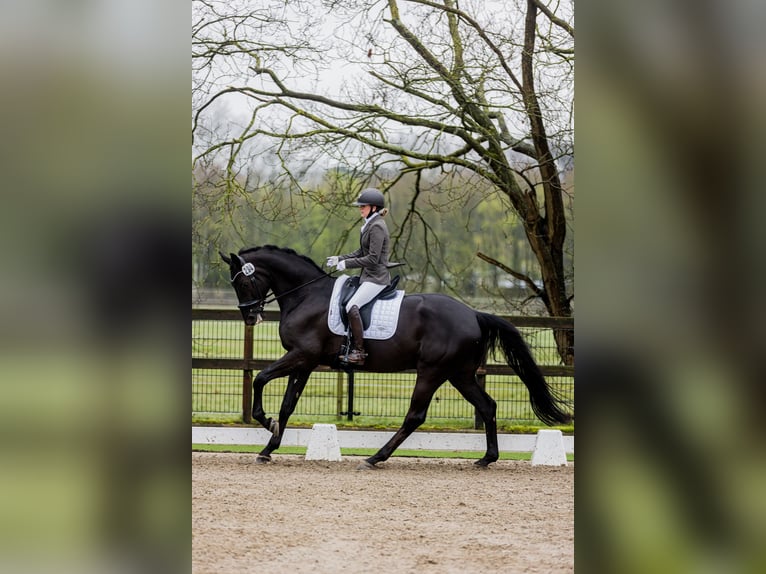 Hanovrien Hongre 7 Ans 172 cm Bai brun foncé in Uden