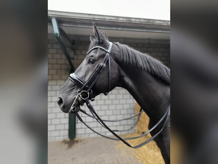 Hanovrien Hongre 7 Ans 172 cm Bai brun foncé in Uden