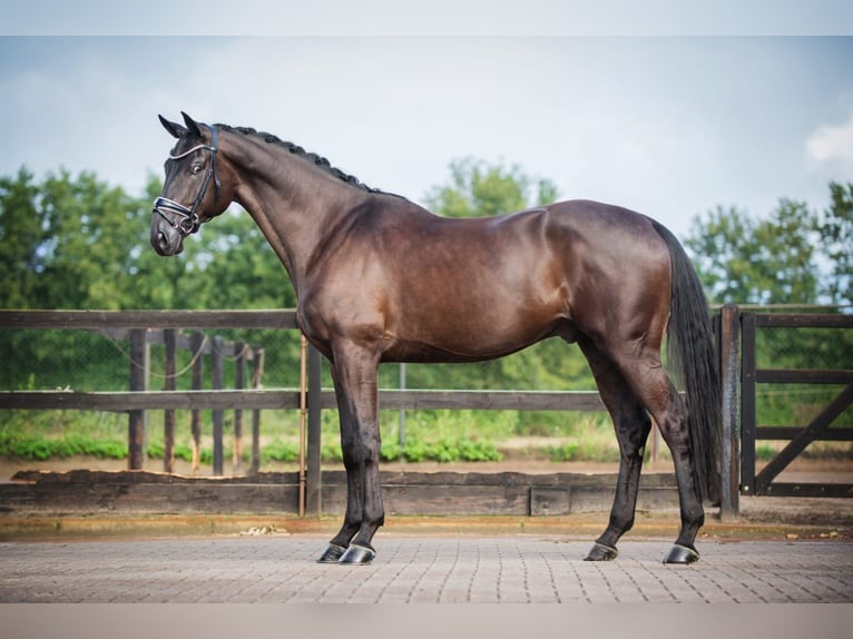 Hanovrien Hongre 7 Ans 172 cm Bai brun foncé in Uden