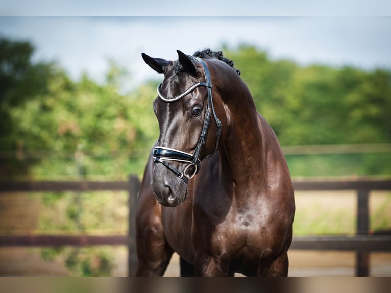 Hanovrien Hongre 7 Ans 172 cm Bai brun foncé in Uden