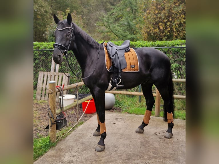 Hanovrien Hongre 7 Ans 172 cm Bai brun foncé in Uden