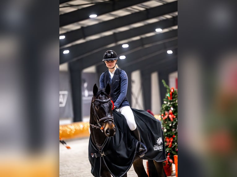 Hanovrien Hongre 7 Ans 172 cm Bai brun foncé in Bydgoszcz